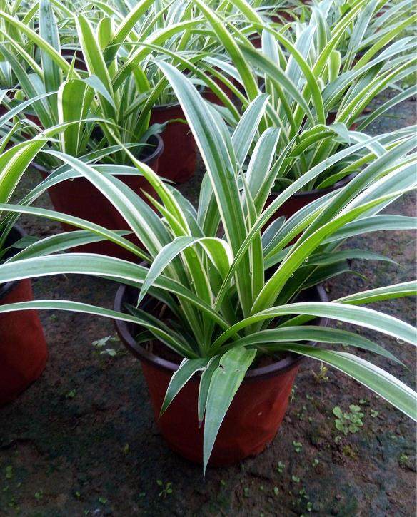 “花卉种植必看！一招轻松测土壤酸碱度！”