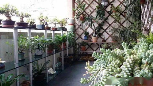 球根花卉， 地下藏宝库