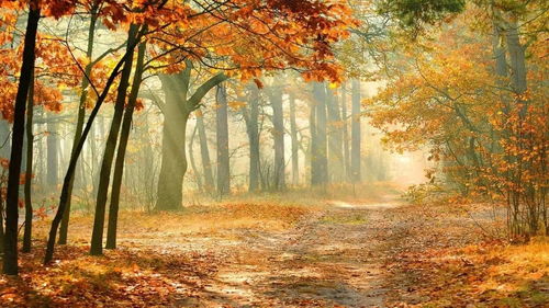 益阳市秋天种植草的奥秘