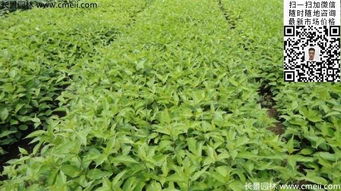 选地：土壤是关键