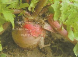 防治时期：抓住关键， 适时防治