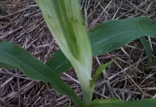 硝磺草酮组合除草剂的使用攻略， 避免伤害作物和环境