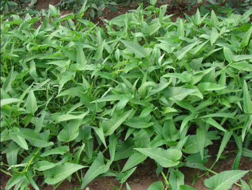 空心菜：湖南农村广泛种植的蔬菜