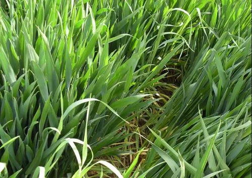 防治小麦纹枯病的注意事项