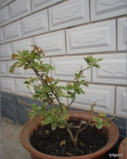 盆栽在什么季节和月份换盆最合适呢