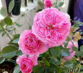 禁忌感官月季：那迷人的香气，你敢靠近吗？