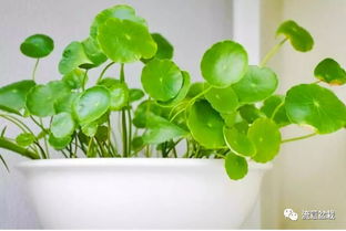 铜钱草烂根了别慌！跟我学几招轻松处理