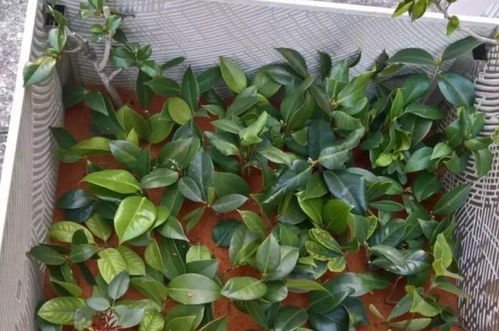 一、 选对时间，把握秋天的黄金季节