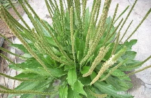 种车前子像带娃， 种子就是命根子