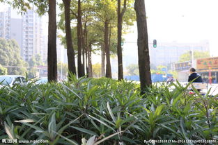 马路上的那些树，你知道几个？