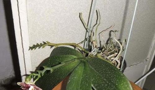 蝴蝶兰花通常在什么时间开放，它的花期有多长呢
