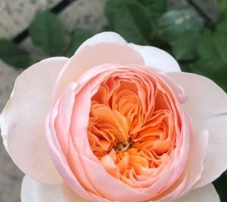 病虫害要防治， 及时用药