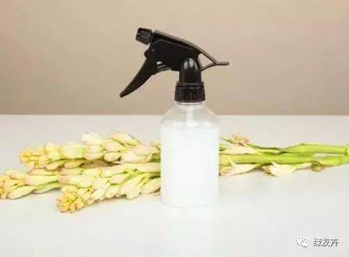 铜钱草养殖：营养液加多了