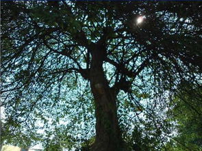 浇水， 这可是门大学问