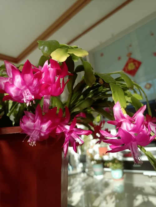 哪些红颜色花朵品种值得养，闭眼入不踩雷的8种推荐？