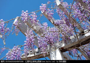 紫藤花的传说：爱情的象征