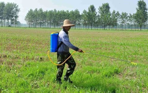 草甘膦铵盐水剂，内吸传导，效果杠杠的！