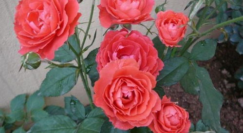 月季花夏季浇水攻略：揭秘蕞佳浇时