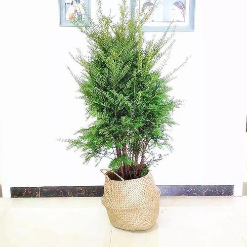 松柏浇水频率如何把握，才能既保证生长又避免过度浇水呢