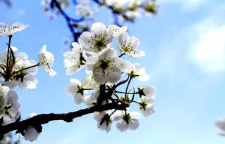 梨花盛开季节揭秘：春季的浪漫之花