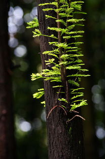 那些让我记忆深刻的树木