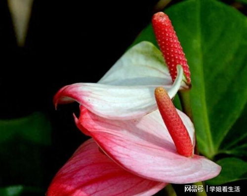 红掌浇水技巧：精准浇根部，养爆盆花王