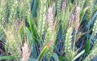 综合防治，全方位出击