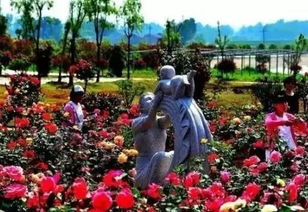 南京六合区马鞍街道：打造农村环境整治新标杆，花卉美化成亮点