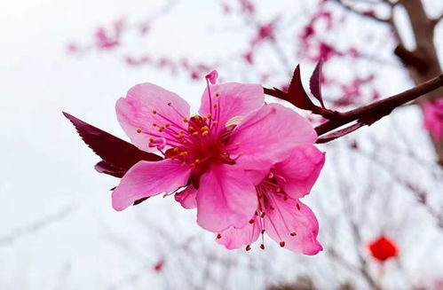 桃花：春之使者