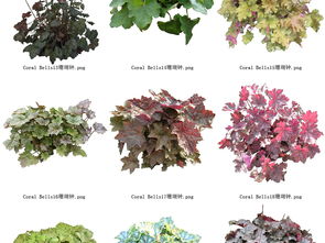 植物的生长智慧：大自然的小秘密