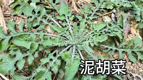 苦苦菜的药用价值