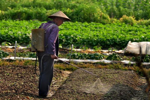 喷农药时加点醋，真的Neng提高药效吗？