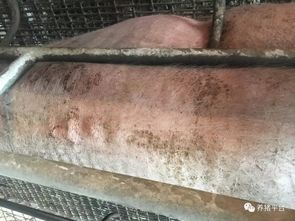 防治螨虫， 我们要怎么Zuo