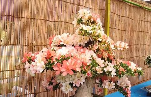 杜鹃花萎靡，何因