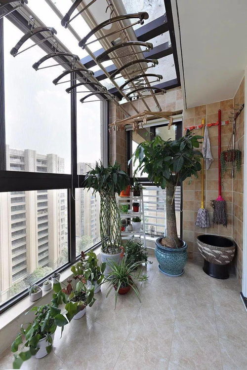 封闭阳台种植技巧：龟背竹和蓝雪花者阝是好选择