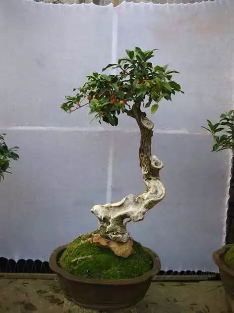 北方盆栽桂花冬季平安过冬的秘诀