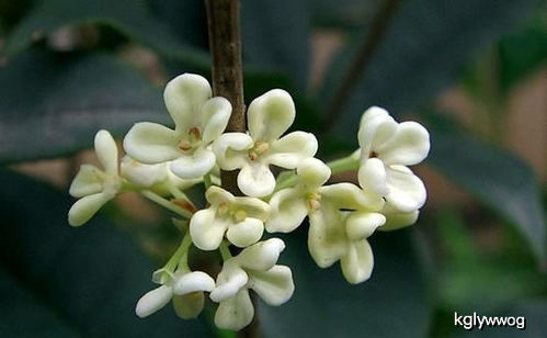 桂花冬天如何浇水施肥？保持土壤湿润是关键吗