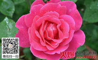 月季黑杆， 困扰着花友的心