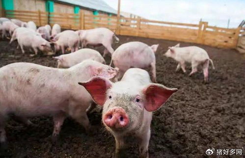 农业养殖新策略：低成本高效益养猪法