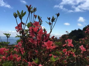 山桃花：春天的使者