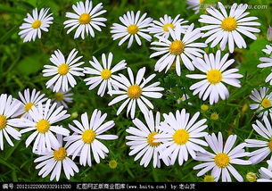 一、 山马兰和狗娃花的区别