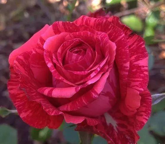 月季娇媚昂热城堡的生长特点