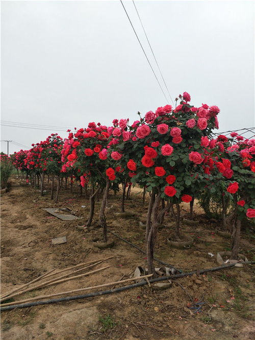 树状月季的栽培管理与应用前景