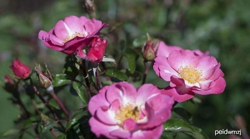 古代智慧中的保暖方法， 为盆栽月季提供启示