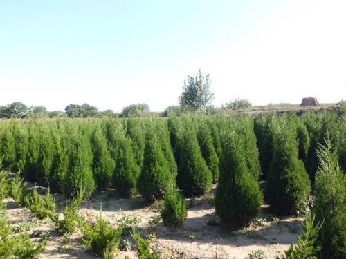 蜀桧种植的奇妙世界