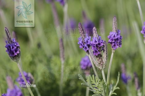 薰衣草叶子特征揭秘