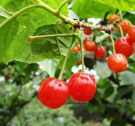 独家种植日历：错1个月=白干1年