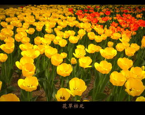 黄沙漫天的五月，银川刘女士堪着阳台上第三批蔫掉的月季叹气。隔壁回迁房的马大爷却乐呵呵展示他的