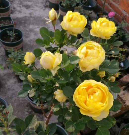 月季花一年四季施肥特点，如何根据不同季节调整肥料种类和用量