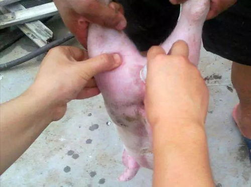 养猪场公猪阉割技术揭秘，如何确保手术安全与高效